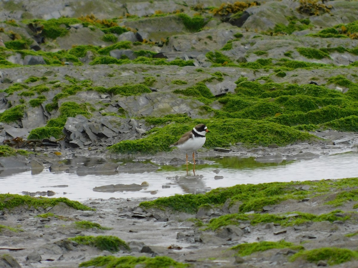 Semipalmated Plover - ML619135892
