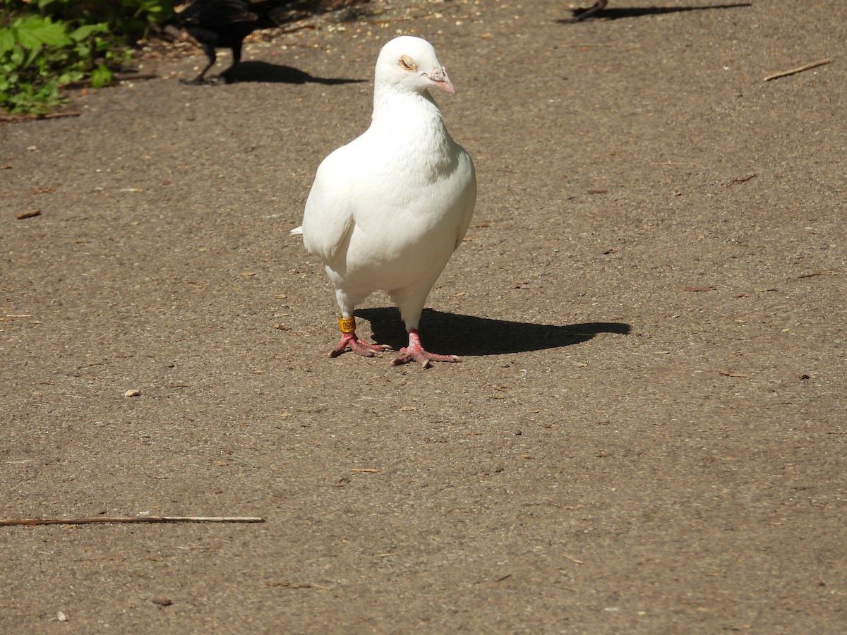 Сизый голубь (Одомашненного типа) - ML619135901