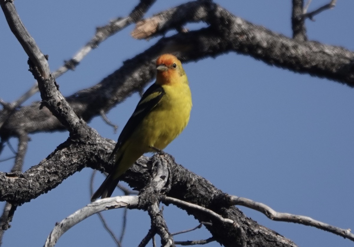 Western Tanager - ML619135906