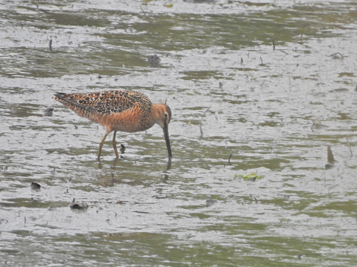 Long-billed Dowitcher - ML619135938