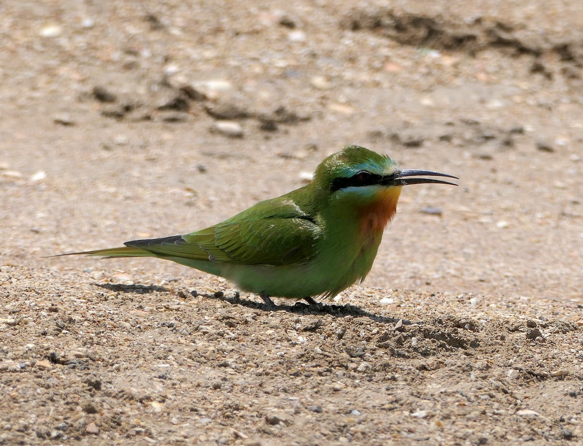 Blue-cheeked Bee-eater - ML619135970