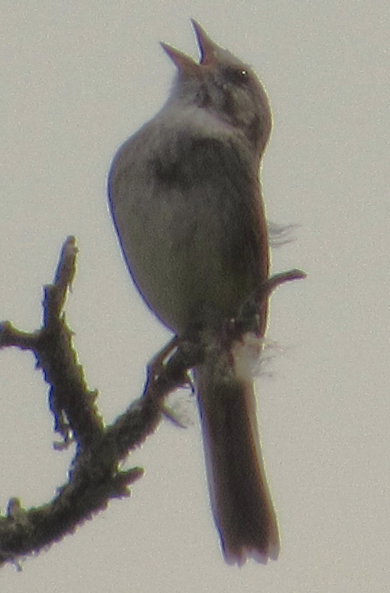 Swamp Sparrow - ML619135972