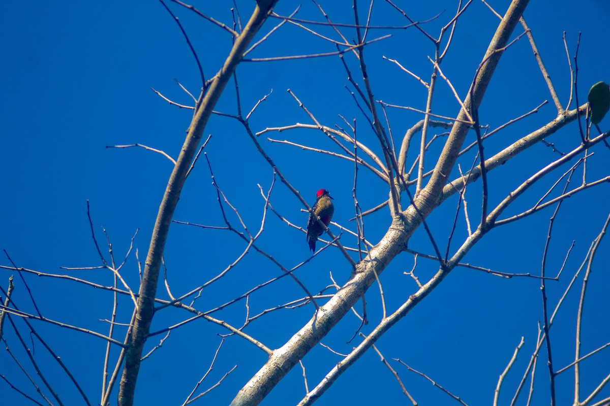 Black-cheeked Woodpecker - ML619135975