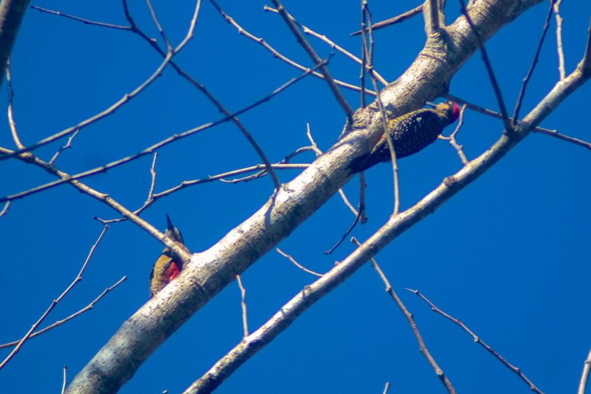 Black-cheeked Woodpecker - ML619135982