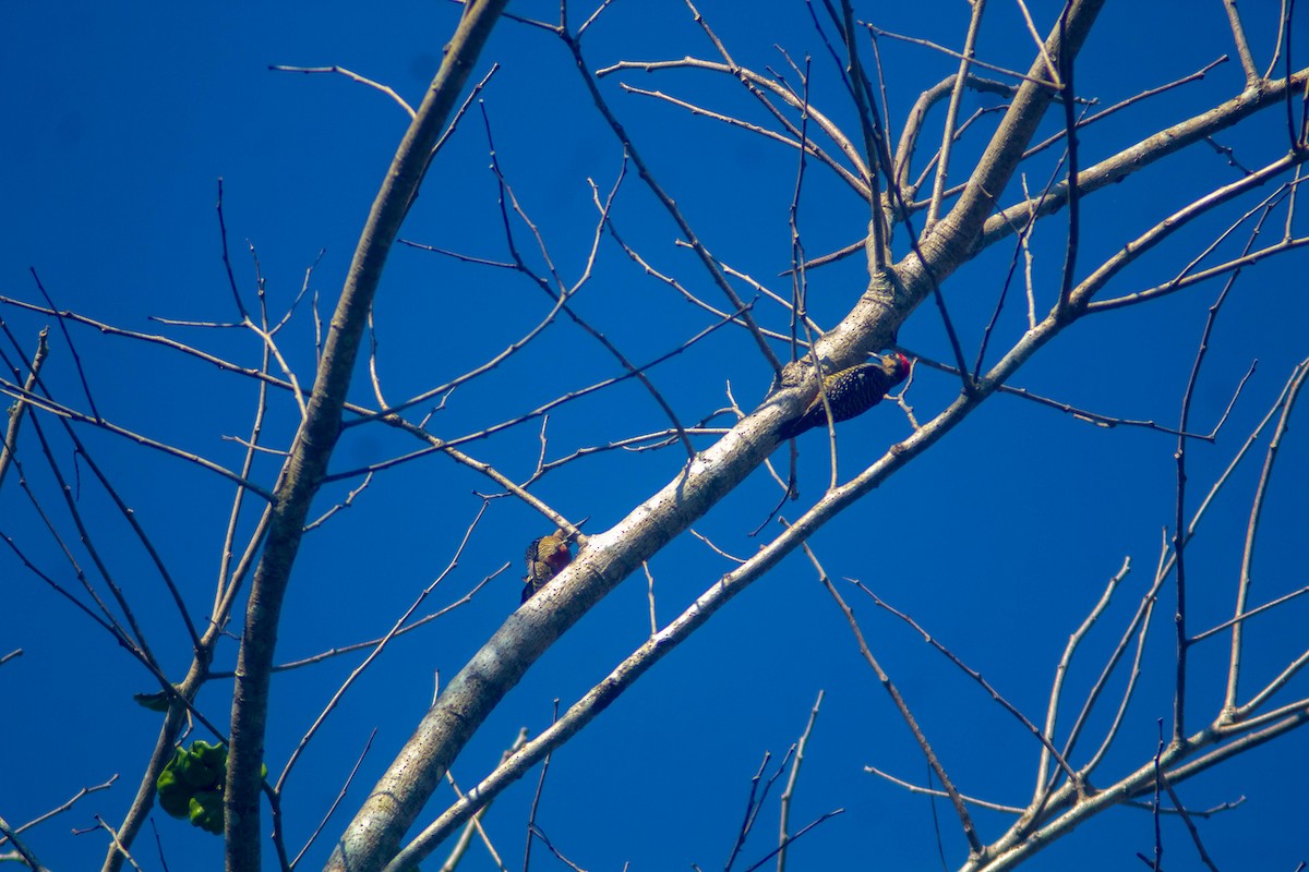Black-cheeked Woodpecker - ML619135983