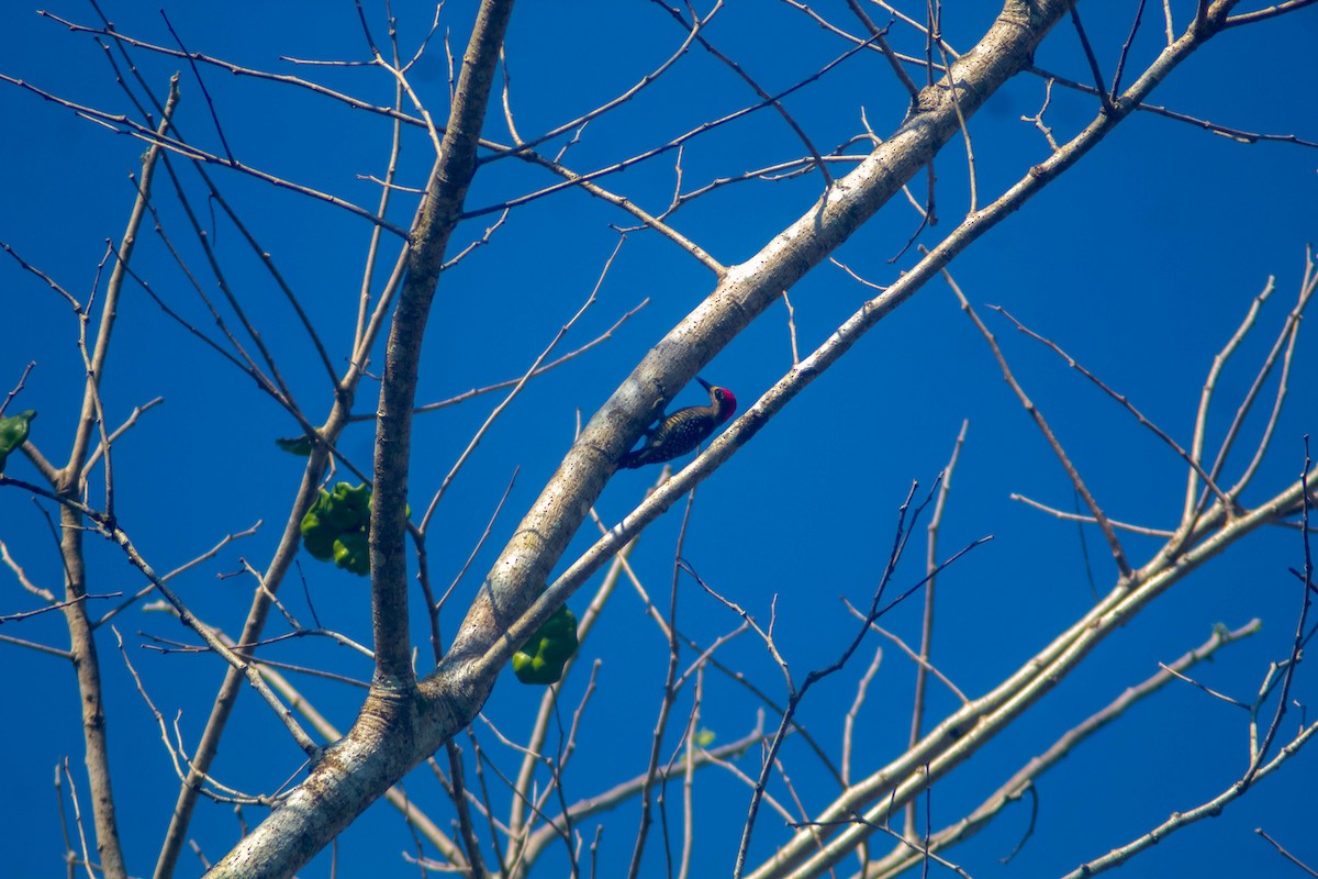 Black-cheeked Woodpecker - ML619135984