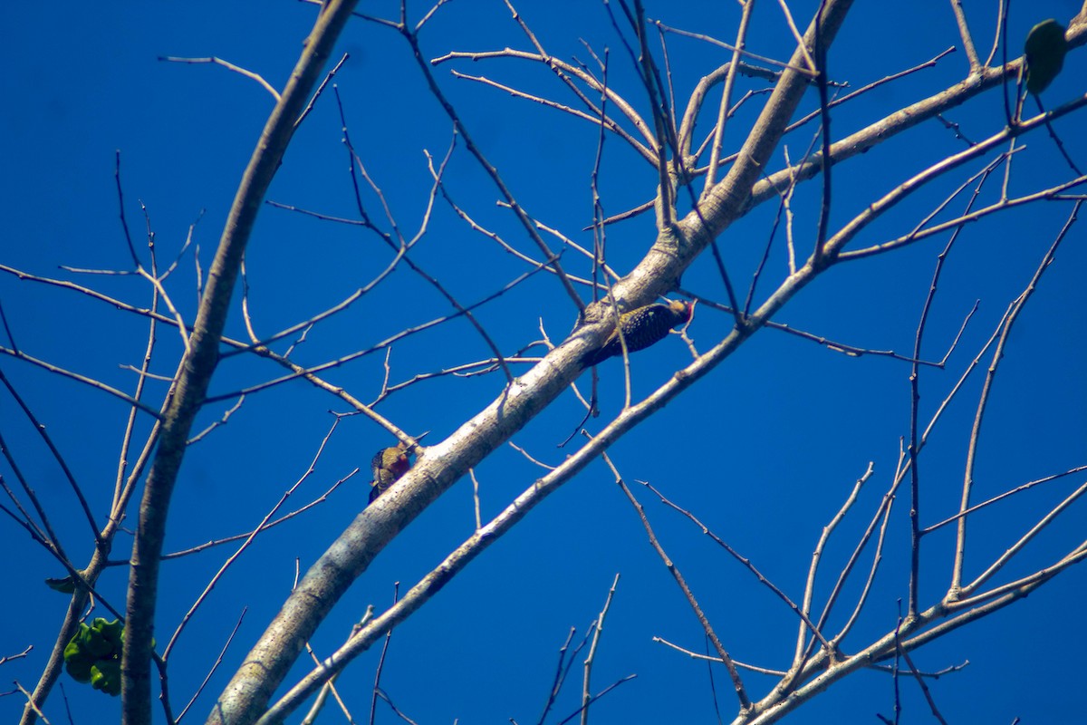 Black-cheeked Woodpecker - ML619135985