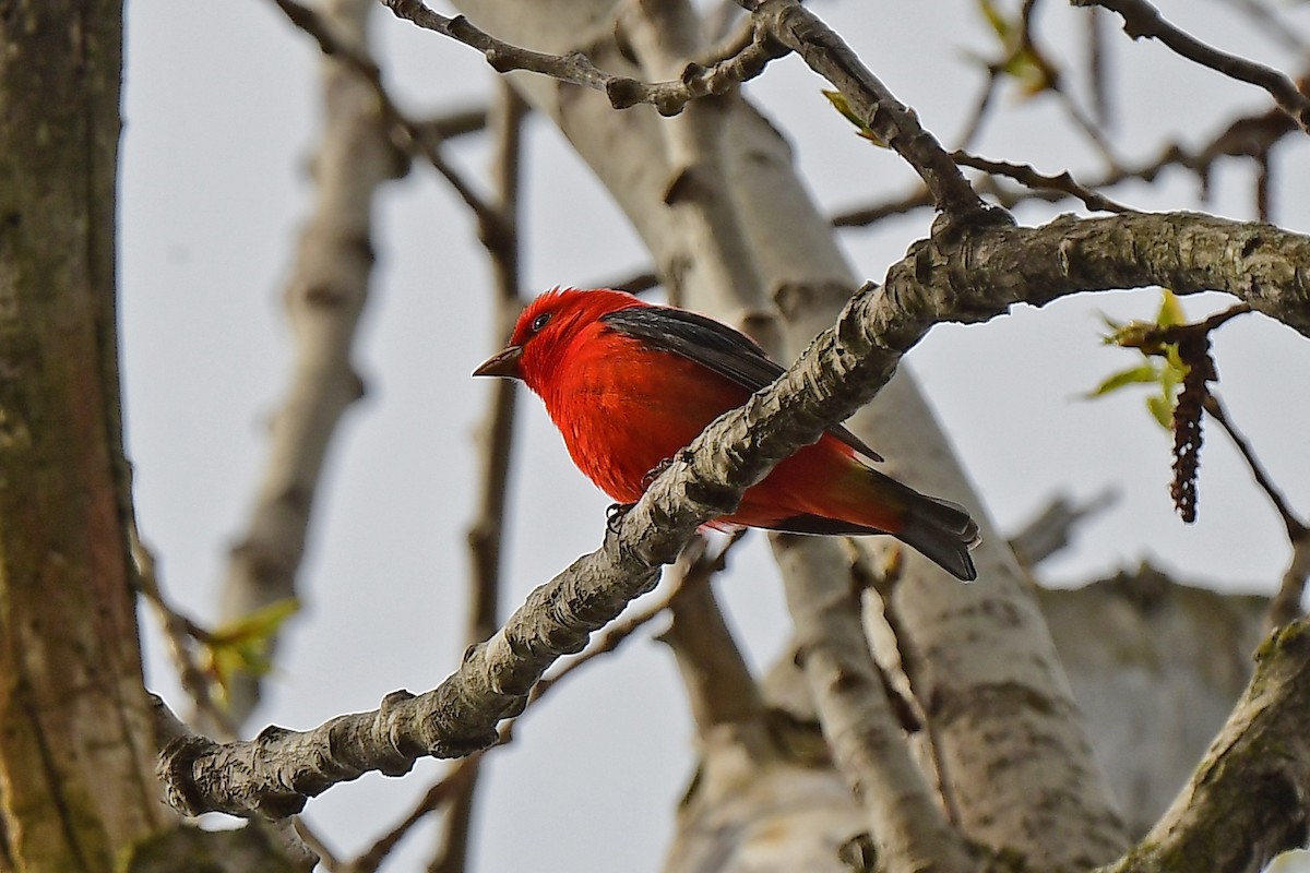 Scarlet Tanager - ML619136019