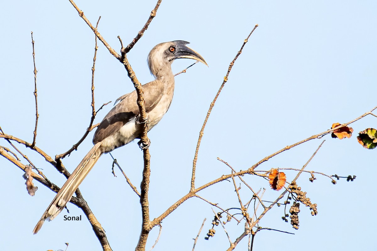 Indian Gray Hornbill - ML619136020