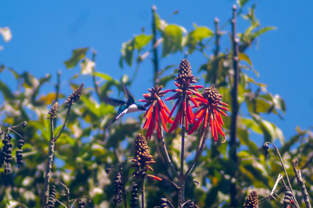 kolibřík purpurovohlavý - ML619136037