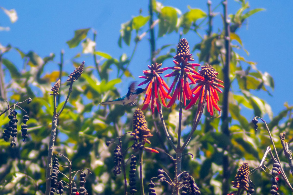 kolibřík purpurovohlavý - ML619136038