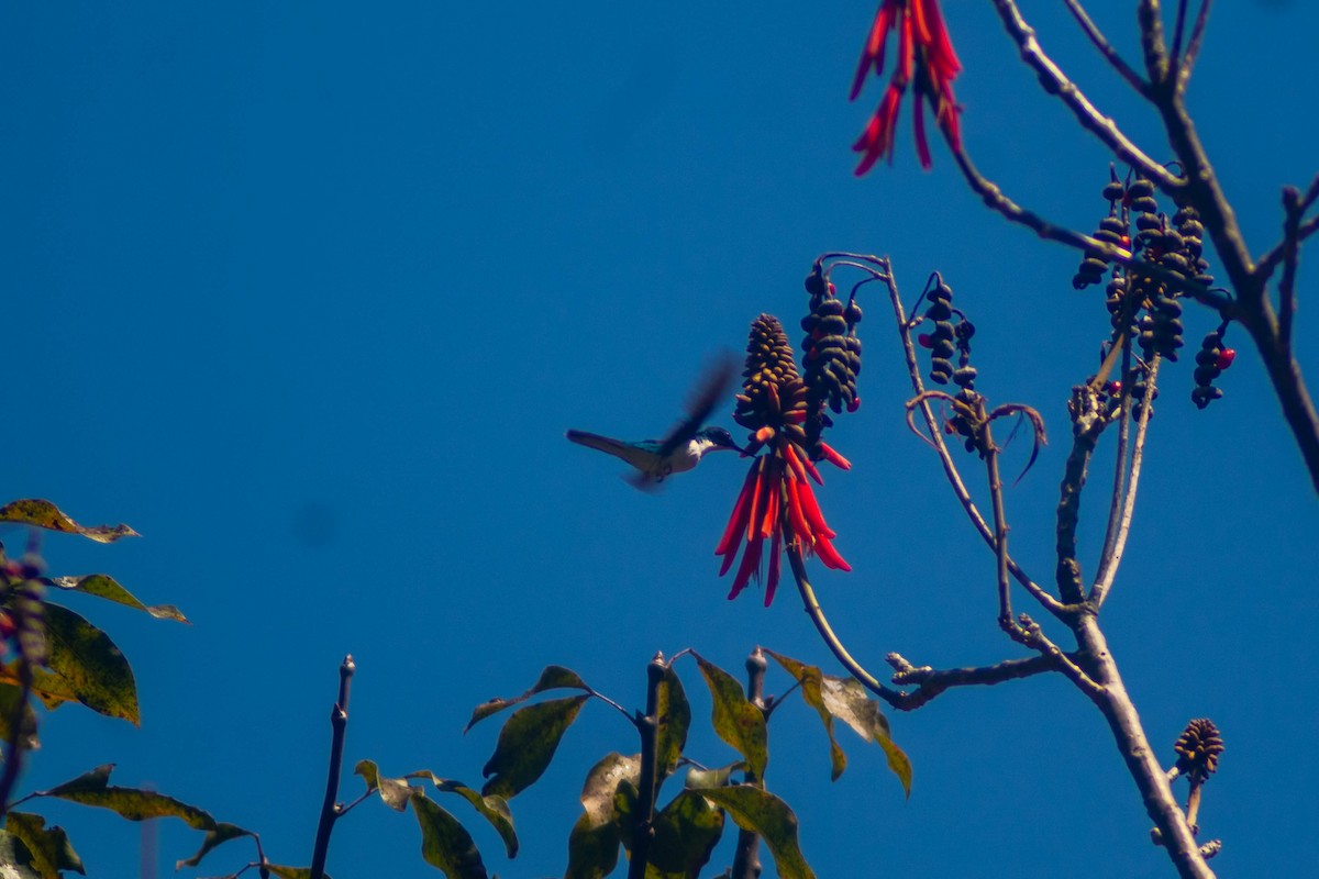 kolibřík purpurovohlavý - ML619136039
