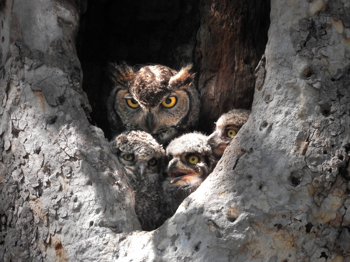 Great Horned Owl - ML619136085
