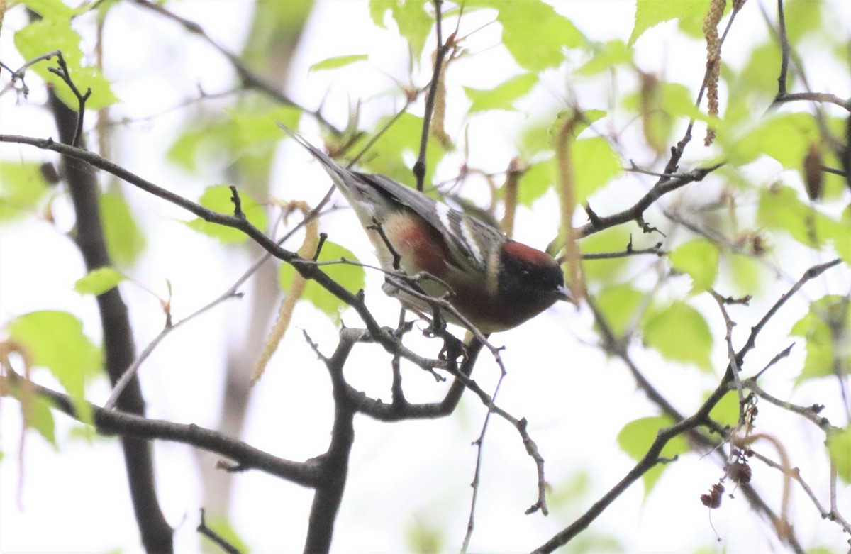 Bay-breasted Warbler - ML619136087