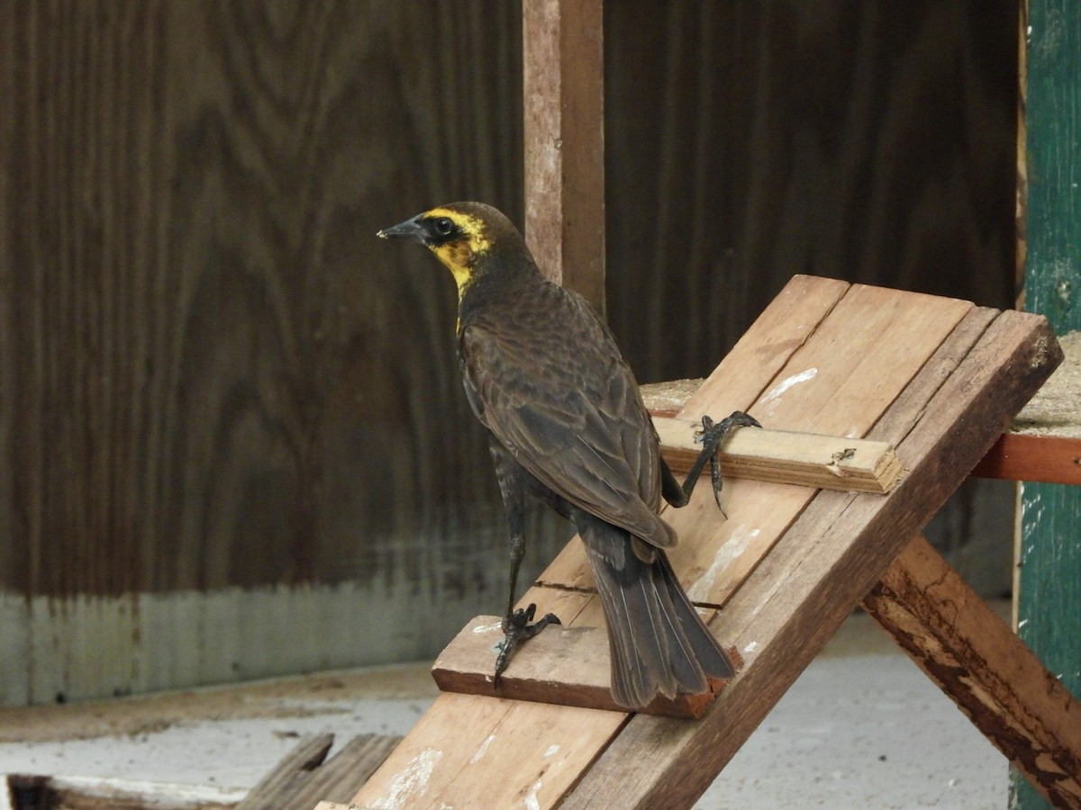 Yellow-headed Blackbird - ML619136115