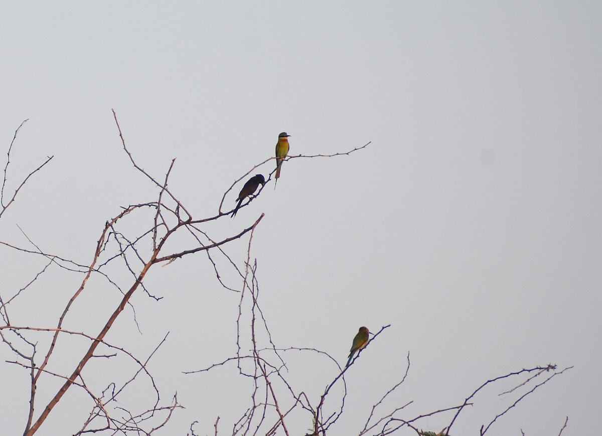 Blue-tailed Bee-eater - ML619136182