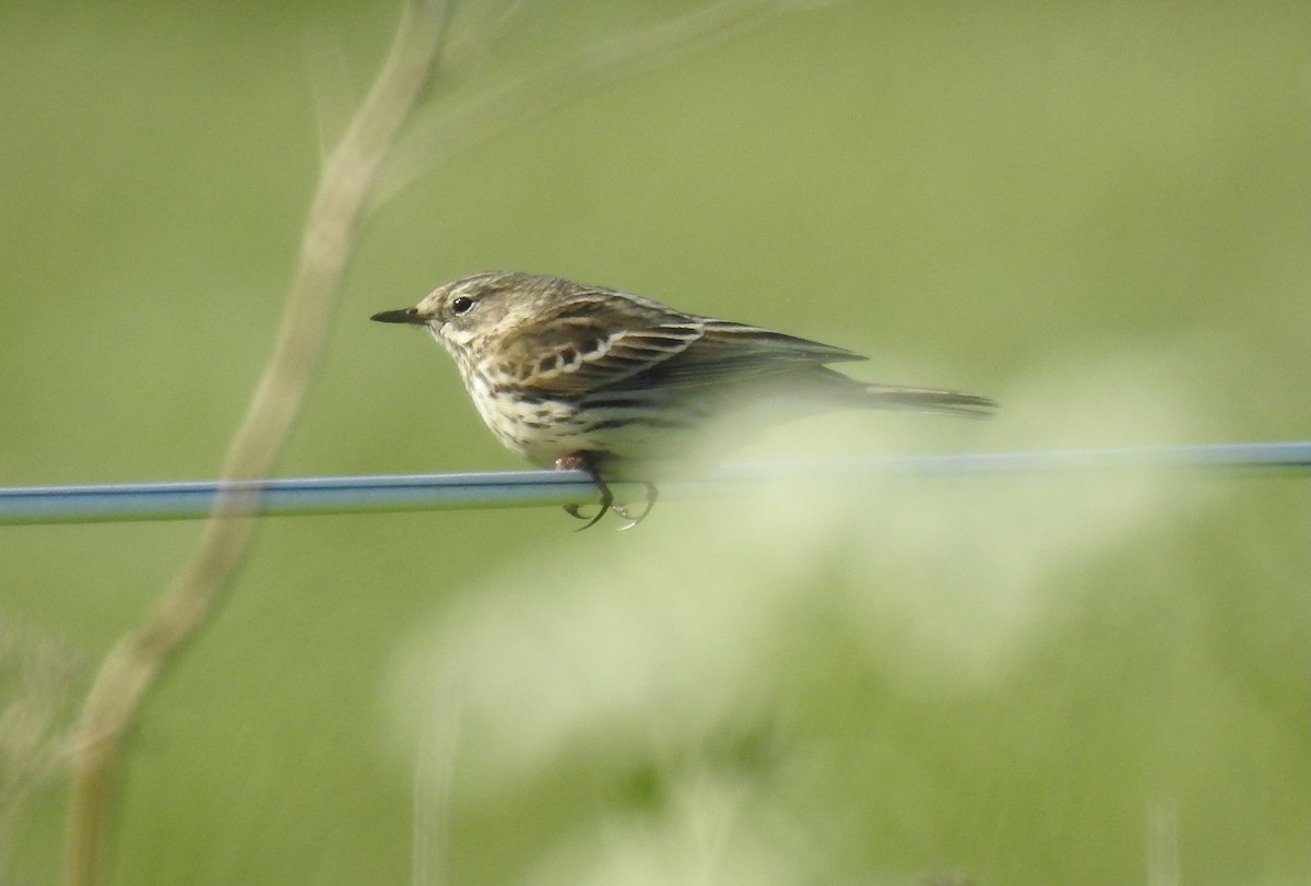 Meadow Pipit - ML619136207
