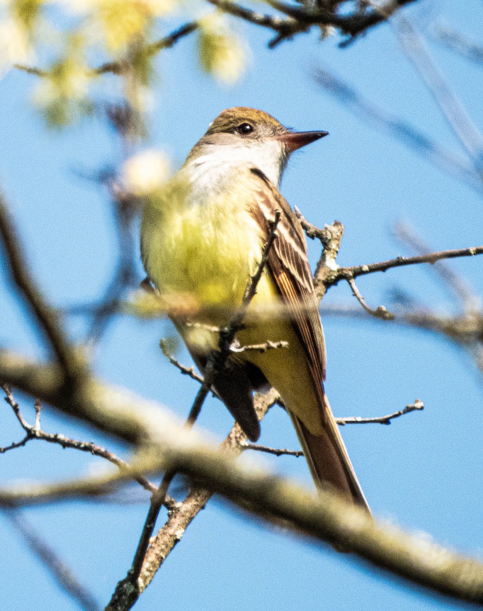 Great Crested Flycatcher - ML619136341