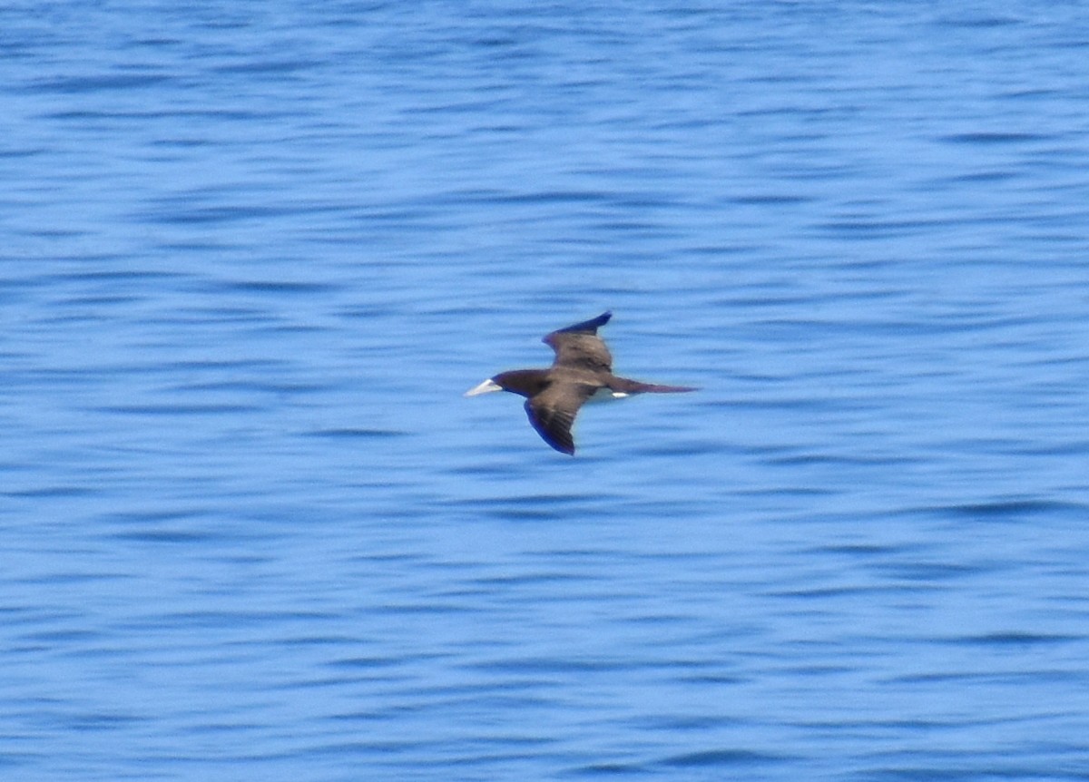 Brown Booby - ML619136372