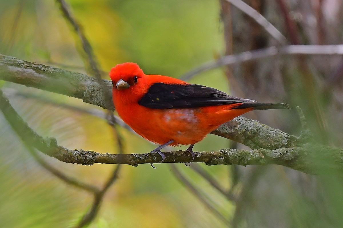 Scarlet Tanager - ML619136376