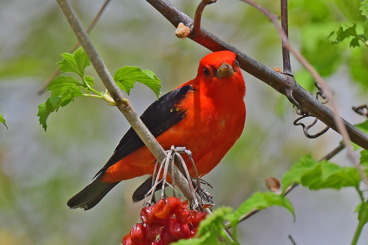 Scarlet Tanager - ML619136384