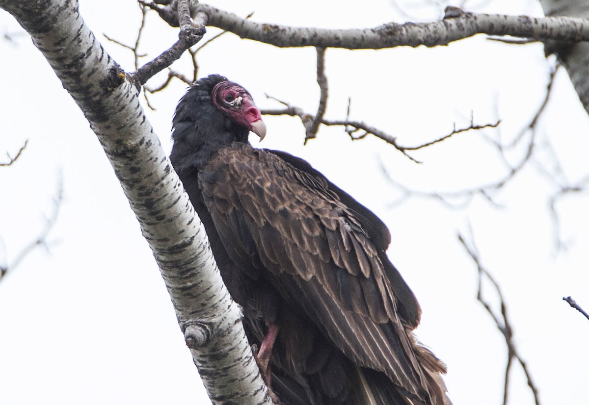 Turkey Vulture - ML619136386