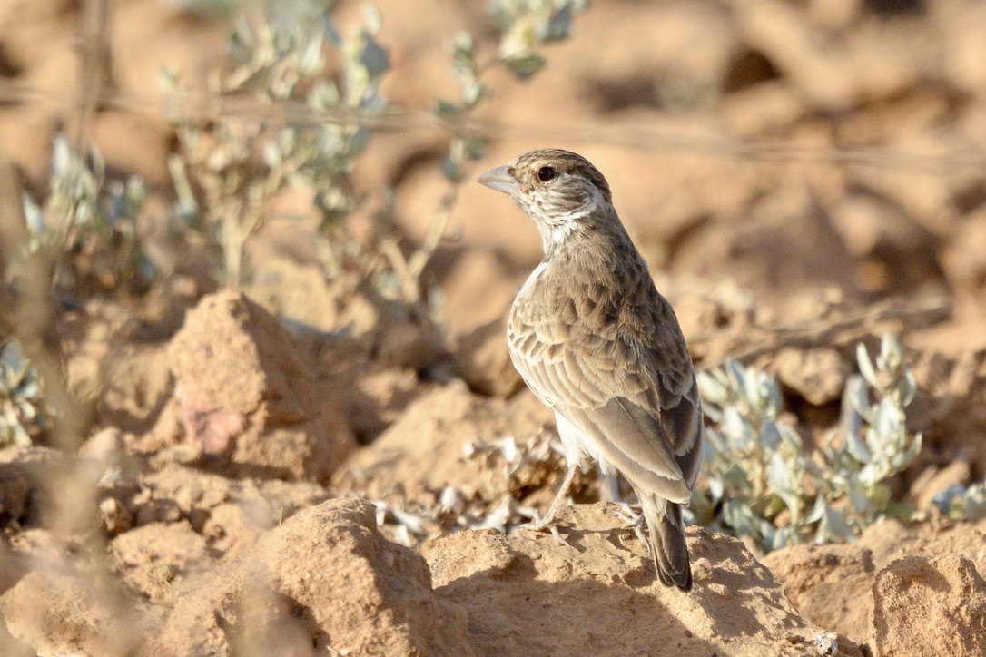 Gray-backed Sparrow-Lark - ML619136407