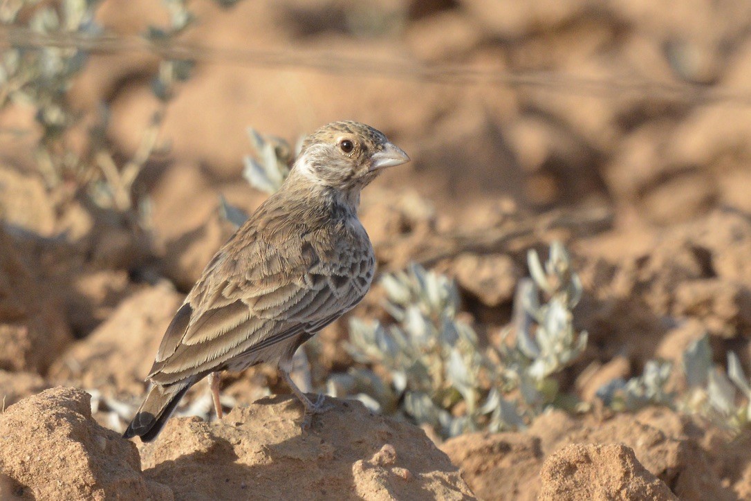 Gray-backed Sparrow-Lark - ML619136408