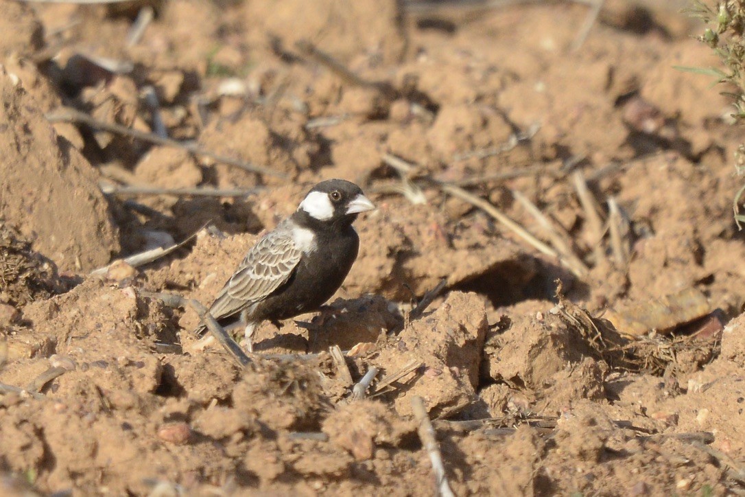 Gray-backed Sparrow-Lark - ML619136409