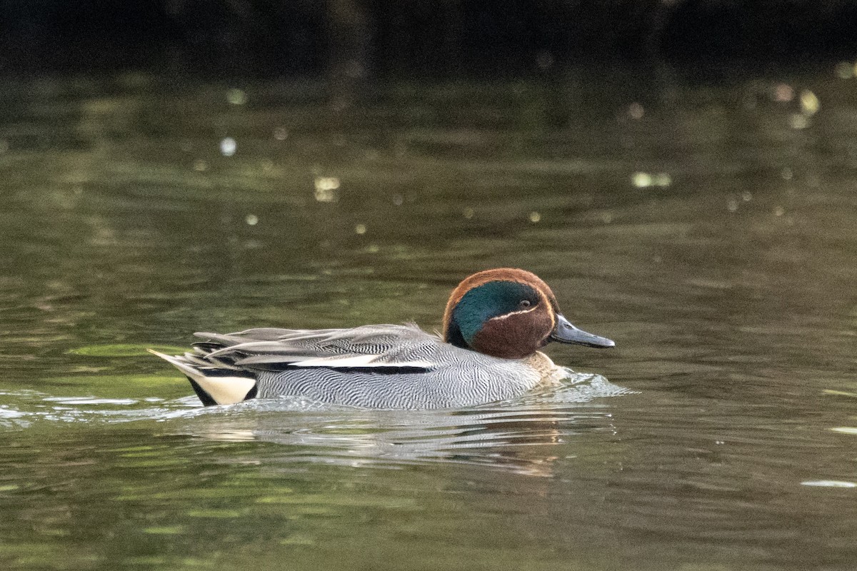 Green-winged Teal - ML619136459