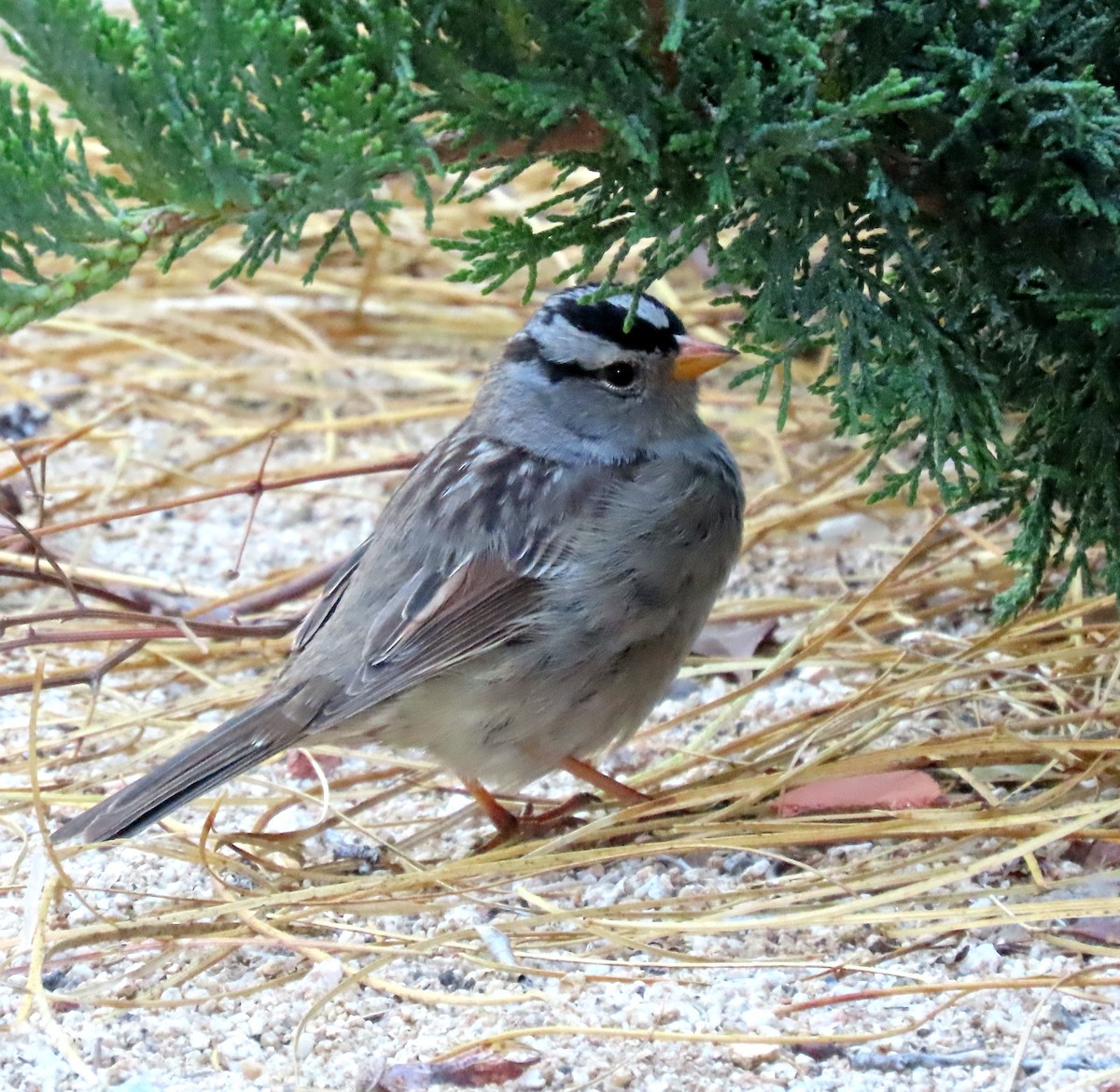 White-crowned Sparrow - ML619136485