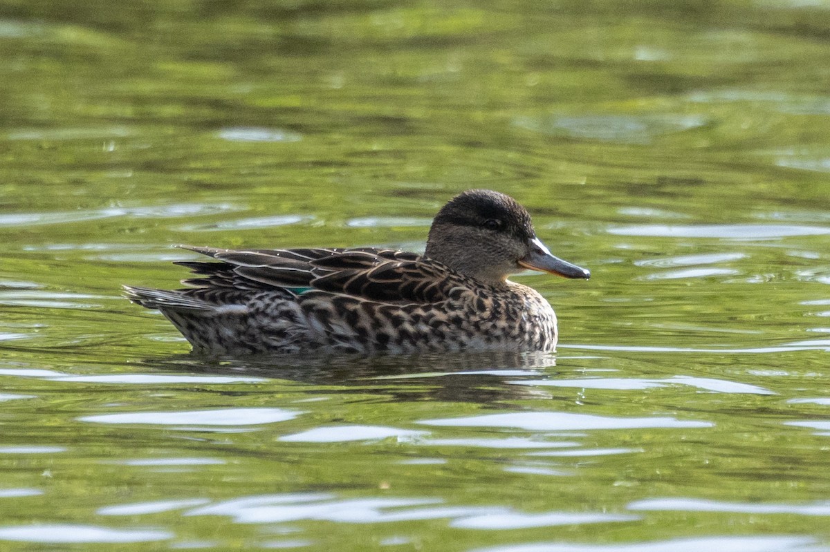 Green-winged Teal - ML619136525