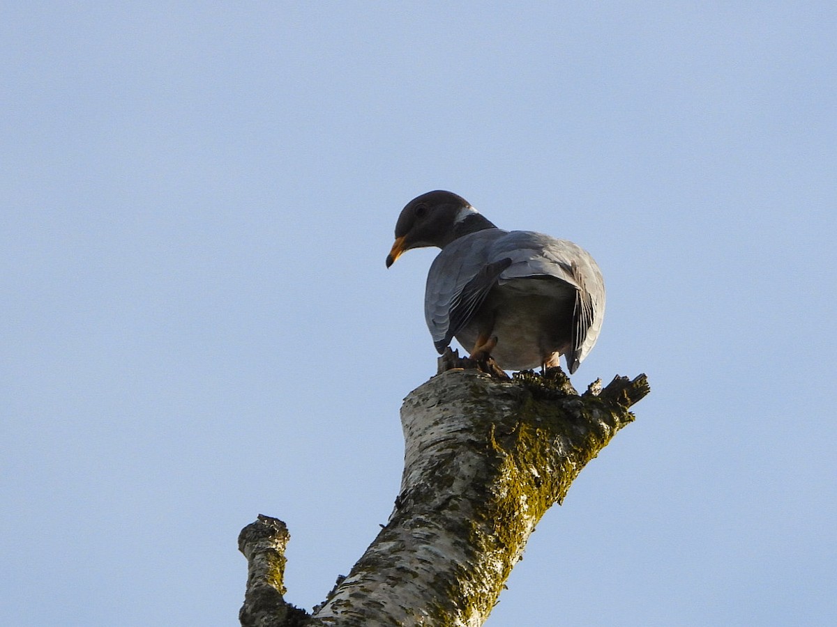 Band-tailed Pigeon - ML619136564