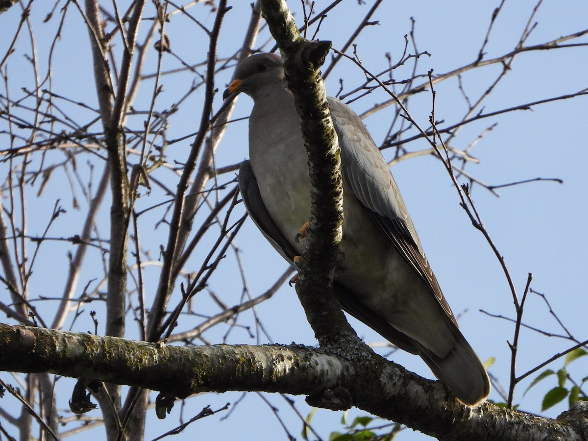 Band-tailed Pigeon - ML619136565