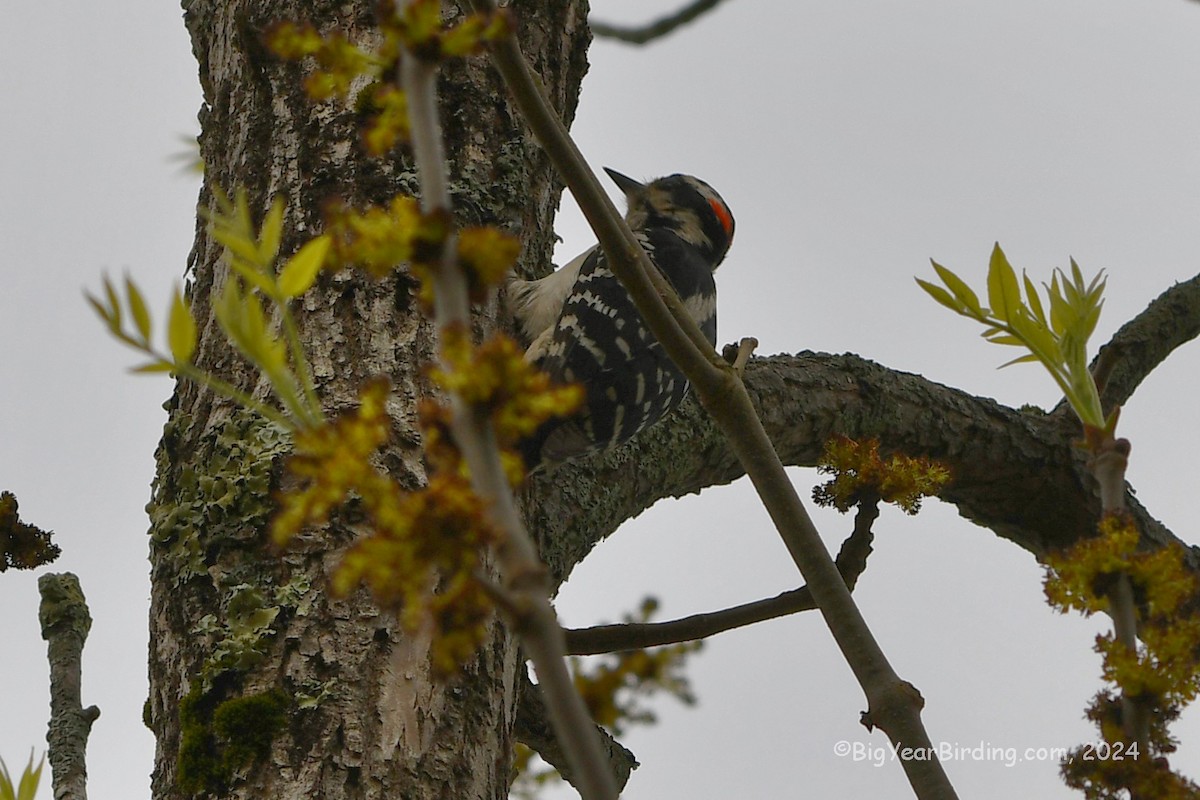 Hairy Woodpecker - ML619136571