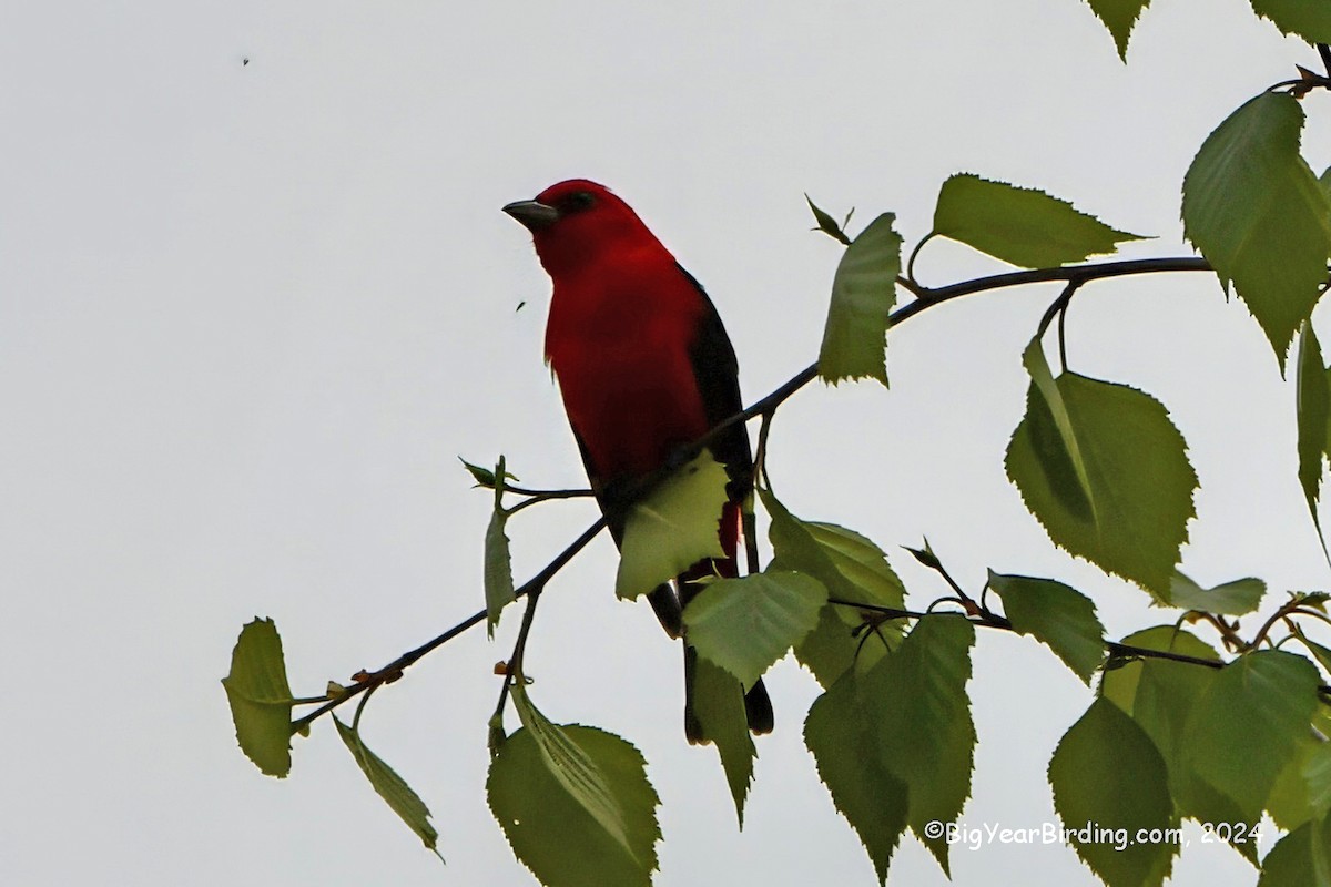 Scarlet Tanager - ML619136613