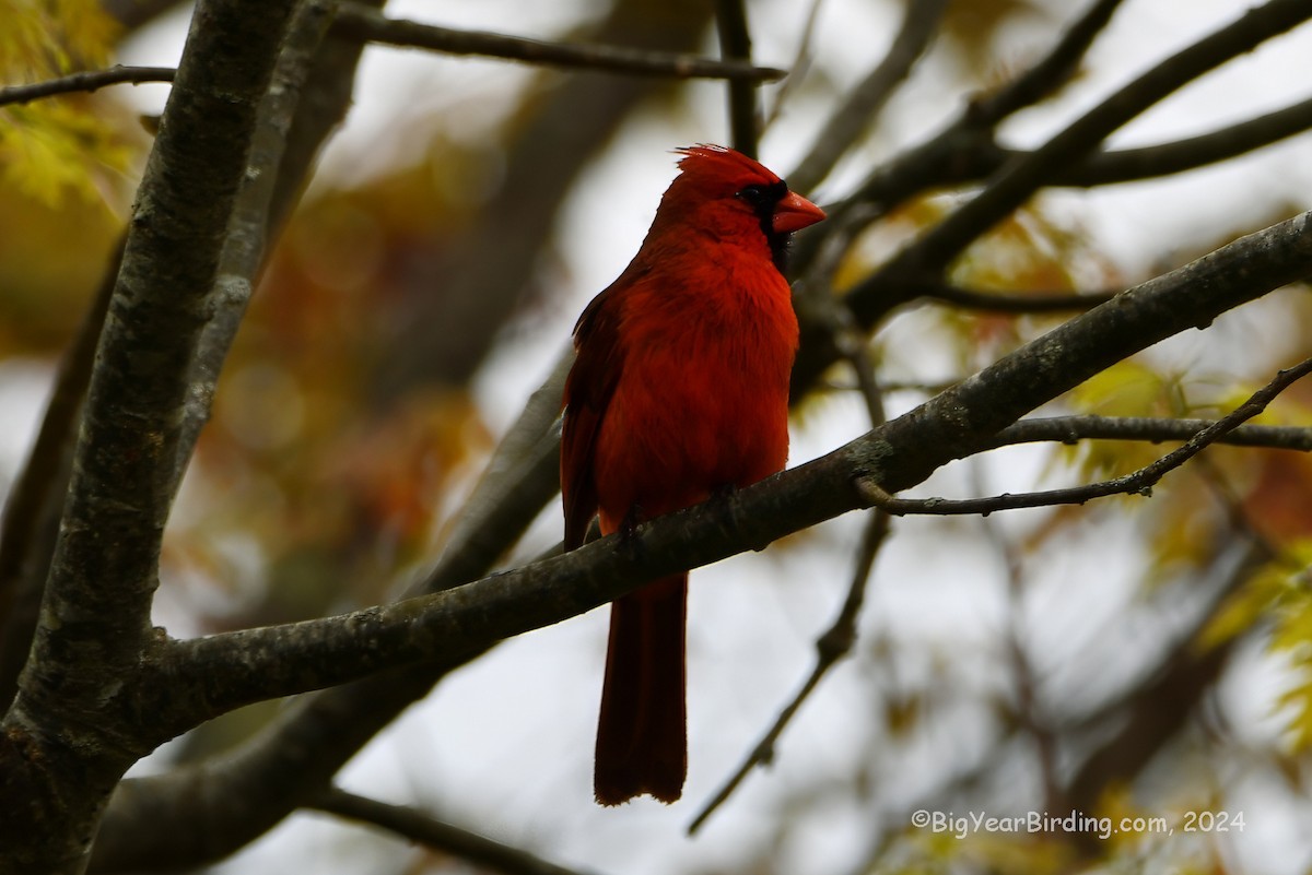 Cardinal rouge - ML619136619