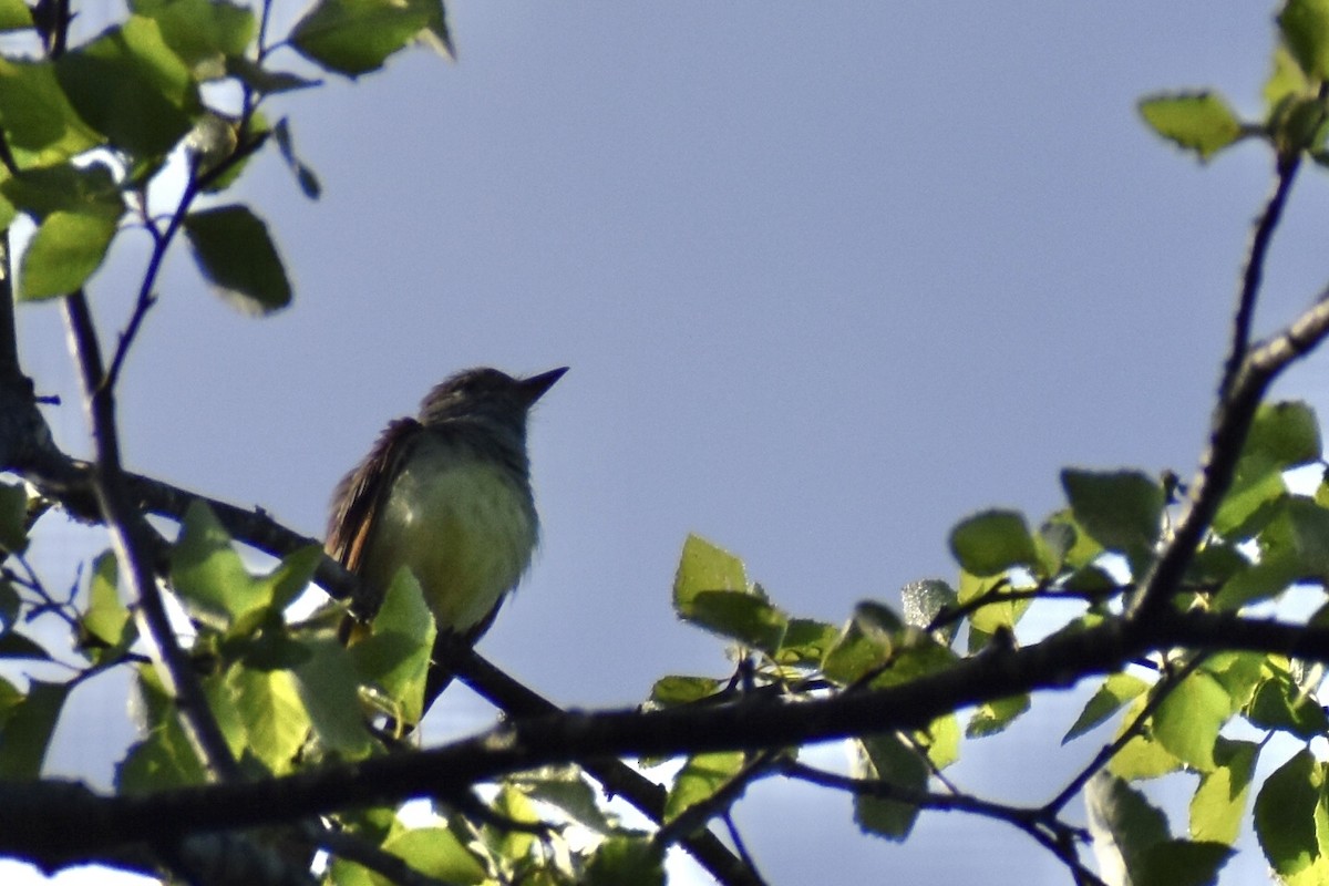 Great Crested Flycatcher - ML619136622