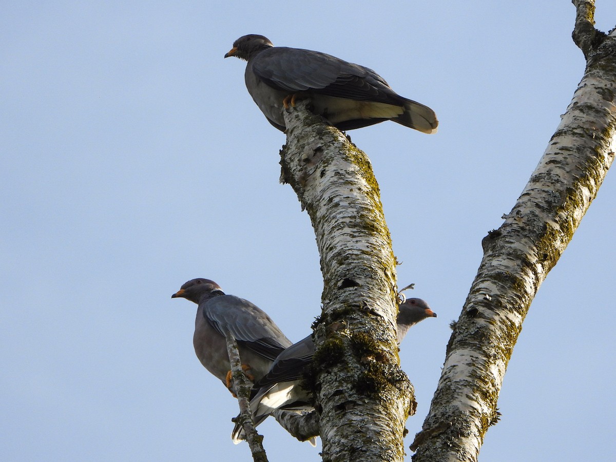 Band-tailed Pigeon - ML619136636