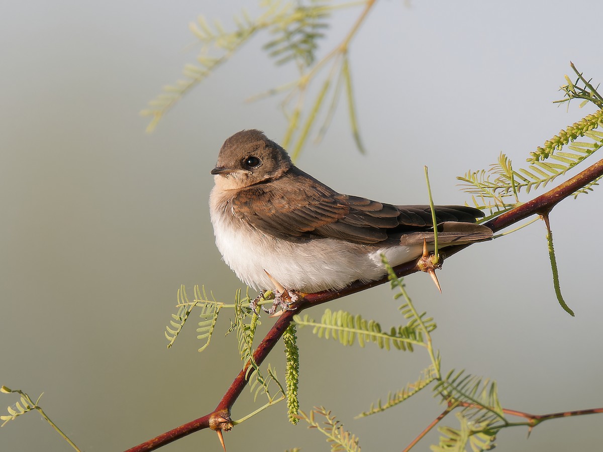 Northern Rough-winged Swallow - ML619136677