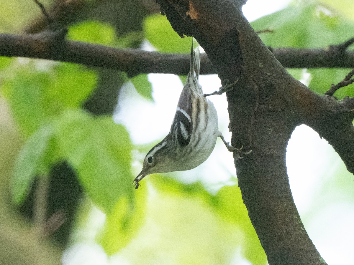 Black-and-white Warbler - ML619136685
