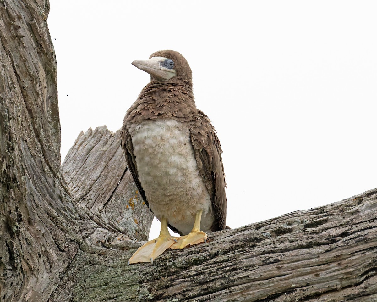 Brown Booby - ML619136709