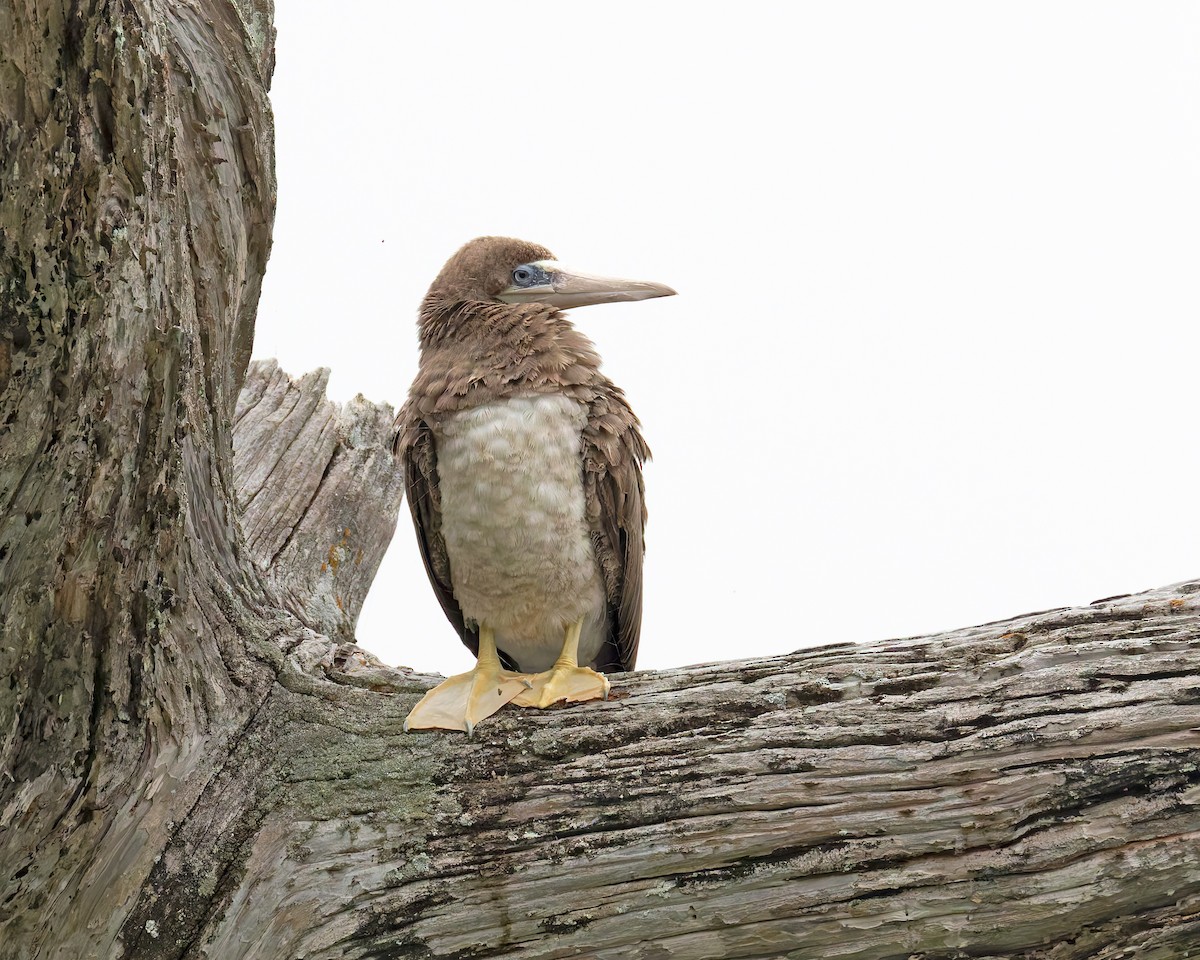 Brown Booby - ML619136710