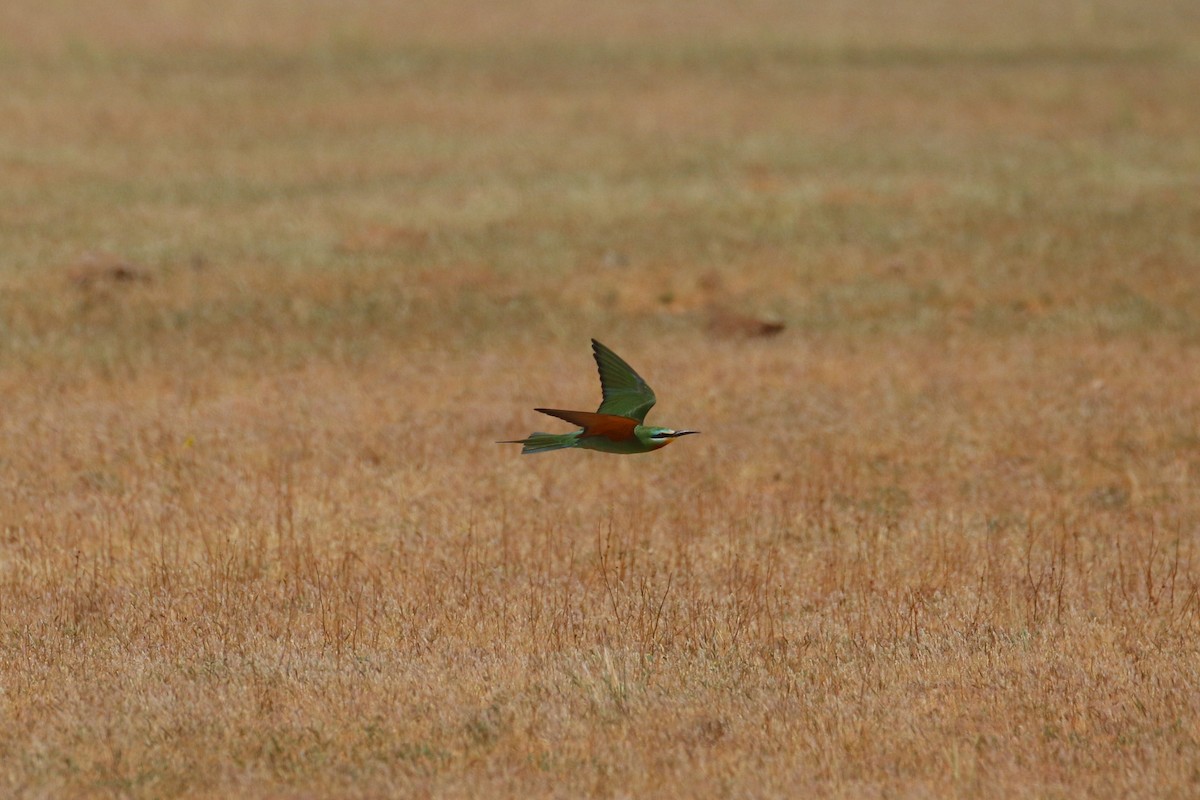 Blue-cheeked Bee-eater - ML619136716