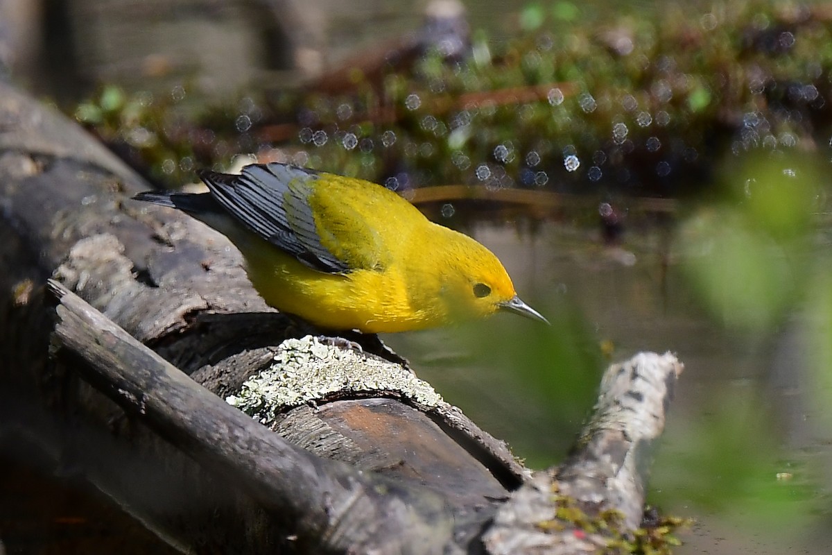 Prothonotary Warbler - ML619136721