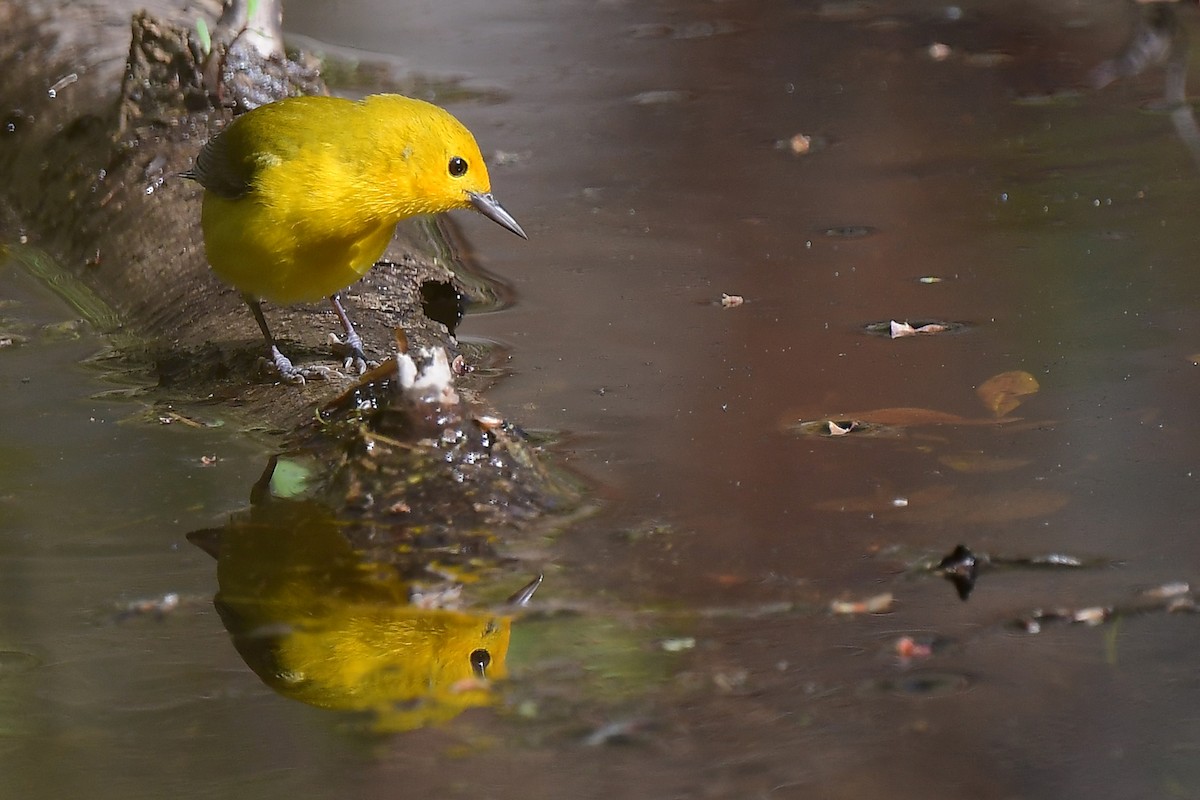 Prothonotary Warbler - ML619136736