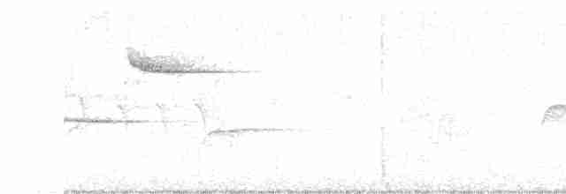 Connecticut Warbler - ML619136737