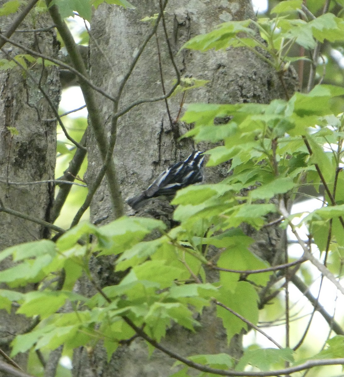 Black-and-white Warbler - ML619136750