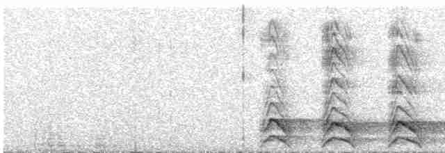Сова плямиста (підвид lucida) - ML619136764