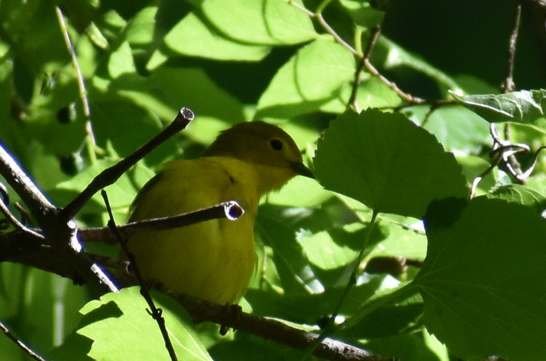 Yellow Warbler - ML619136778